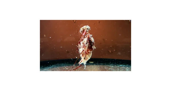 ŠON CHUNG - Šonov Sopel Ready to Go Krill 500 ml