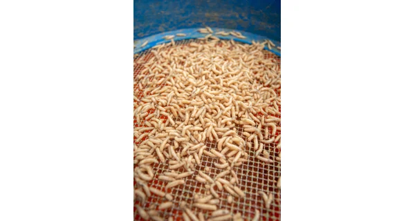 SONUBAITS - Lepidlo na červy Maggot Glue 300 g