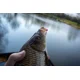 SONUBAITS - Wafters Micro Band'Um Power Scopex 30 g