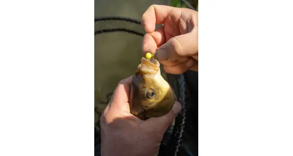 SONUBAITS - Wafters Spike'um Wafter 8 mm 40 g Banoffee