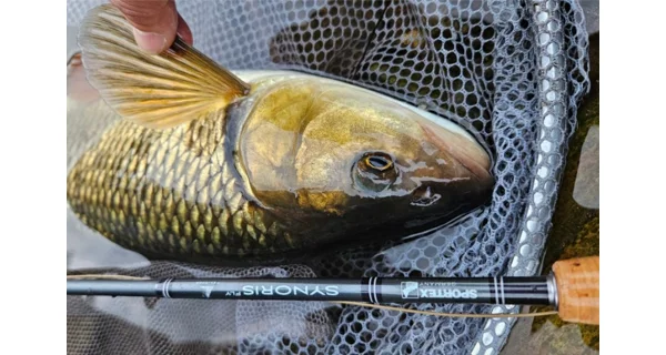 SPORTEX - Muškársky prút Synoris Fly 2,7 m #7 4 diely