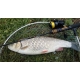 SPORTEX - Prívlačový prút Black Arrow G2 2,4 m 40 g
