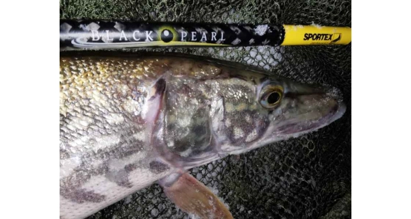 SPORTEX - Prívlačový prút Black Pearl GT-3 2,1 m 20 g Baitcast