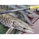 SPORTEX - Prívlačový prút Black Pearl GT-3 2,1 m 20 g Baitcast