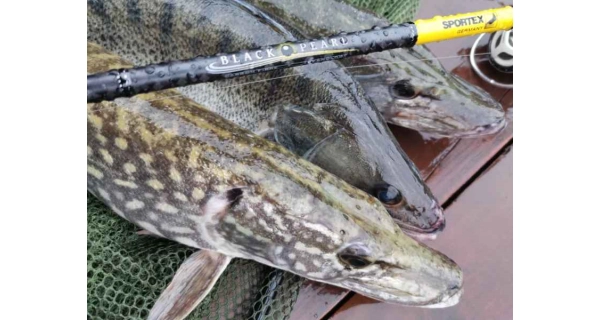 SPORTEX - Prívlačový prút Black Pearl GT-3 2,1 m 20 g Baitcast