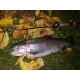 SPORTEX - Prívlačový prút Mystix Trout UL 1,88 m 0,7 - 7 g