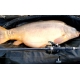 SPORTEX - Prút Beyond Carp 3,66 m 3,25 lb