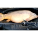 SPORTEX - Prút Beyond Carp 3,96 m 3,75 lb