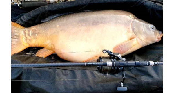 SPORTEX - Prút Beyond Carp 3,96 m 3,75 lb