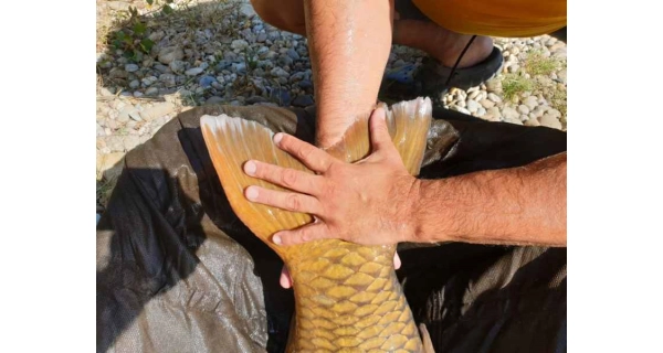 SPORTEX - Prút Beyond Carp 3,96 m 3,75 lb