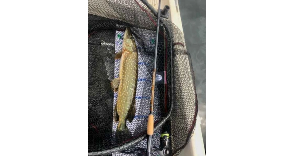 SPORTEX - Prút Beyond Spin 2,4 m 20 g