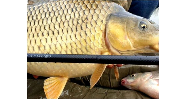 SPORTEX - Prút Catapult CS-3 Carp 3,66 m 2,75 lb