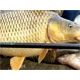 SPORTEX - Prút Catapult CS-3 Carp 3,66 m 3,25 lb