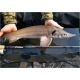 SPORTEX - Prút Xclusive Heavy Feeder NT 3,9 m 100-190 g