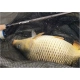 SPORTEX - Prút Xclusive Heavy Feeder NT 3,9 m 100-190 g