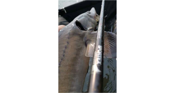 SPORTEX - Prút Xclusive Heavy Feeder NT 3,9 m 100-190 g