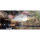 SPORTEX - Prút Xclusive Medium Feeder NT 4,2 m 90 - 160 g