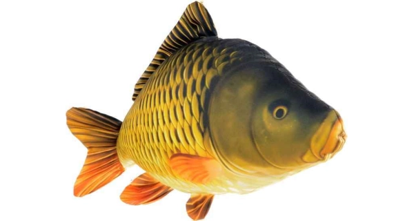 SPORTS - Dekoračný vankúš kapor šupináč 61 cm