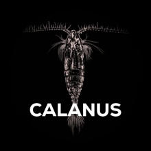 SQUAT CARP - Bait Spray Calanus 50 ml