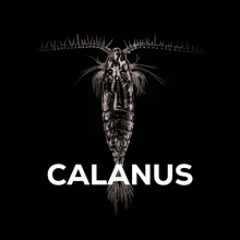 SQUAT CARP - Bait Spray Calanus 50 ml