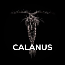 SQUAT CARP - Pelety Amino Pellets In Dip Calanus 15 mm 180 g