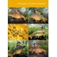 TB BAITS - Vyvážené boilies Balanced + Atraktor Corn 20 mm 100 g