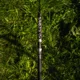 VAGNER - Prút Origin Belly S 1,6 m 300 g