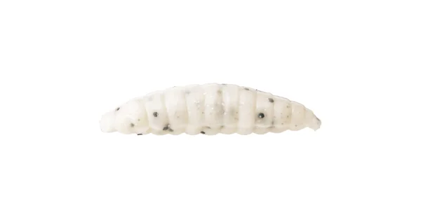 WESTIN - Gumová nástraha Maggot Floating 4,8 cm 2,2 g Banana White 8 ks