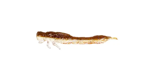 WESTIN - Gumová nástraha Odonata Ned Creaturebait 6,5 cm 2 g 4 ks Brown Shiner