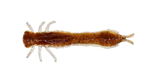 WESTIN - Gumová nástraha Odonata Ned Creaturebait 6,5 cm 2 g 4 ks Brown Shiner