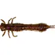 WESTIN - Gumová nástraha Odonata Ned Creaturebait 6,5 cm 2 g 4 ks Disco Nymph